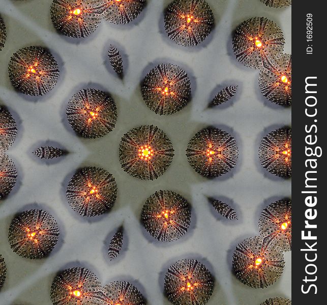 Kaleidoscopic image of a sea urchin skeleton. Kaleidoscopic image of a sea urchin skeleton
