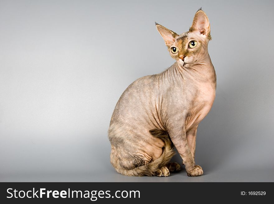 Cat of breed the Canadian sphynx on a neutral background