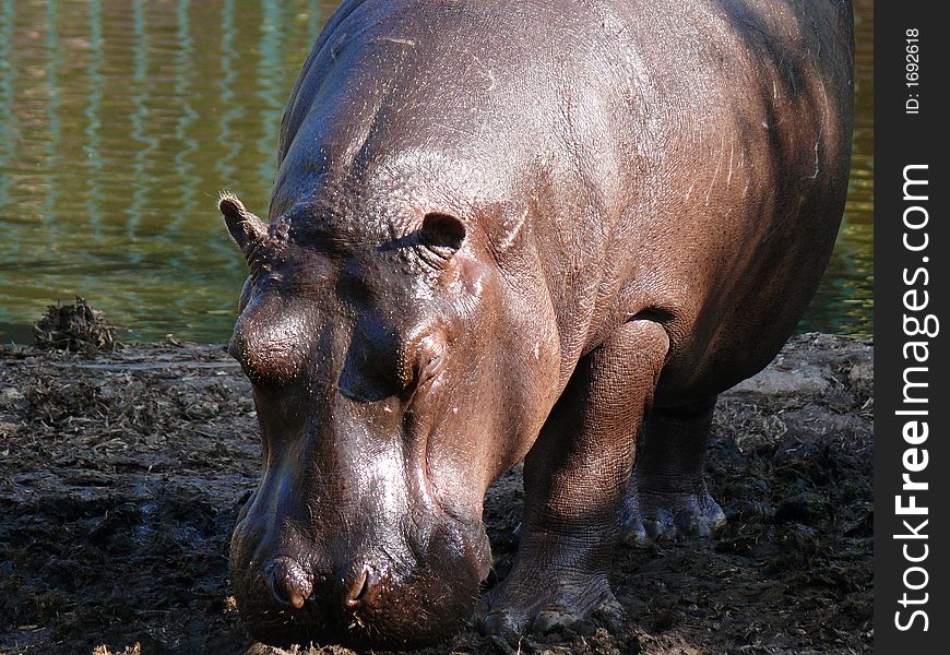 The Hippopotamus in Giza Zoo