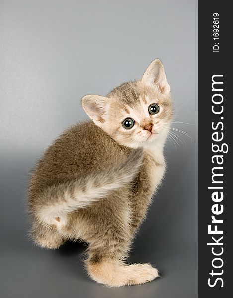 Kitten whom the first time poses in studio