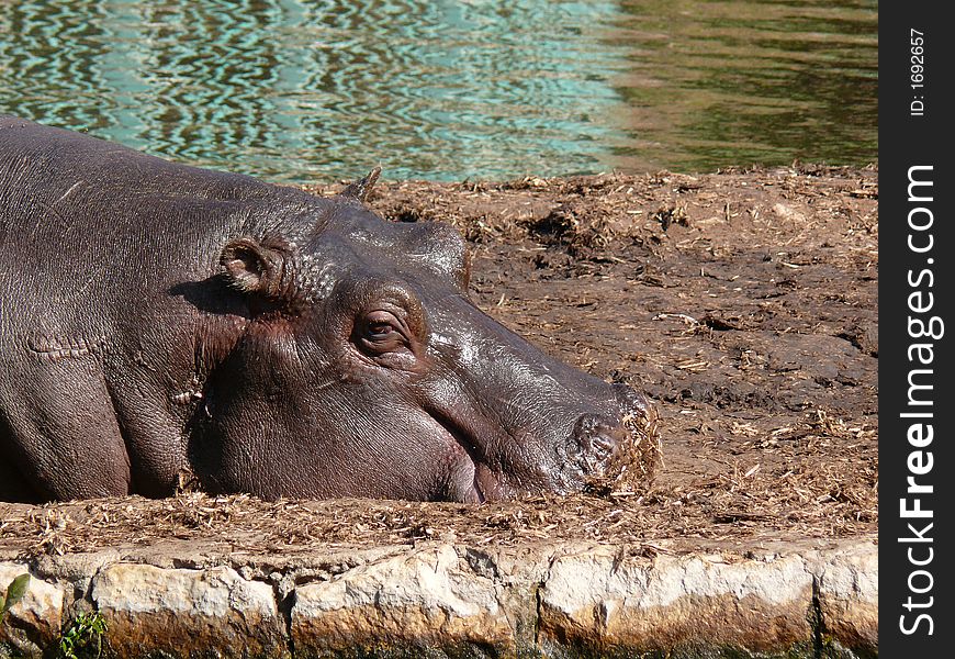 Dozing hippopotamus in Giza Zoo, Egypt. Dozing hippopotamus in Giza Zoo, Egypt