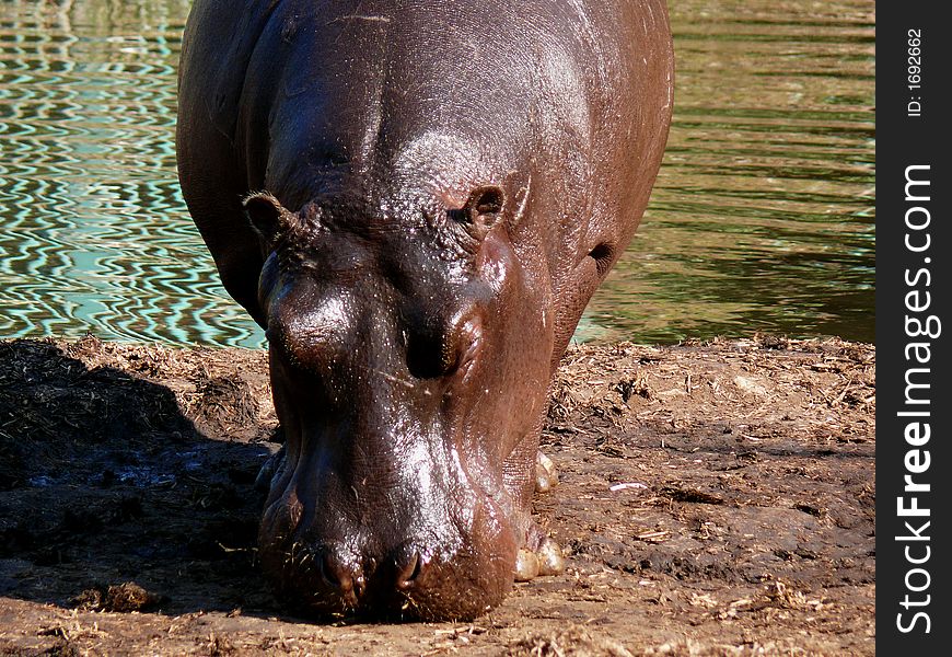 The hippopotamus in Giza Zoo, Egypt