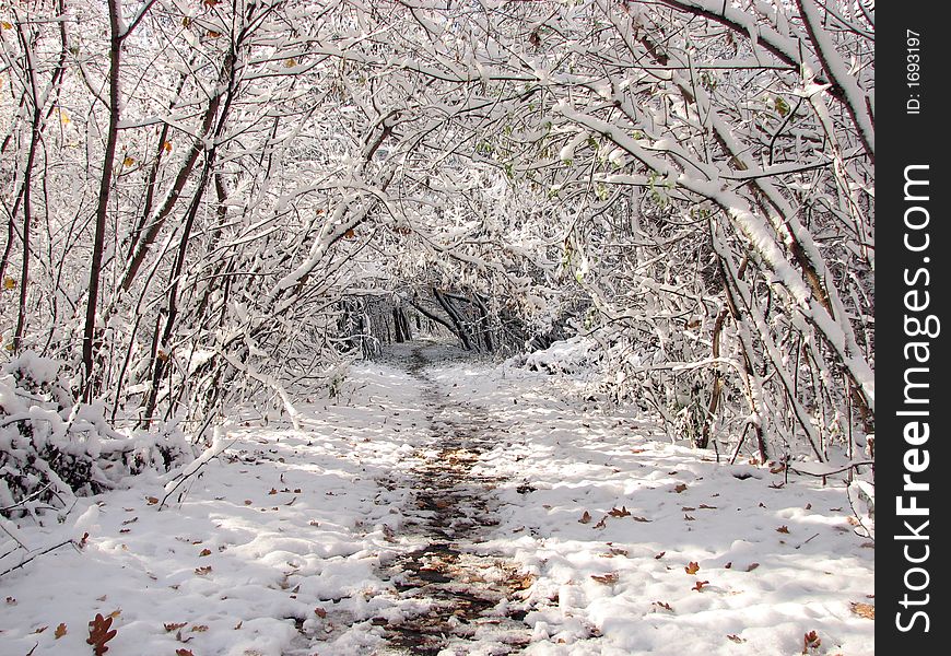 Following the path in winter forest. Following the path in winter forest