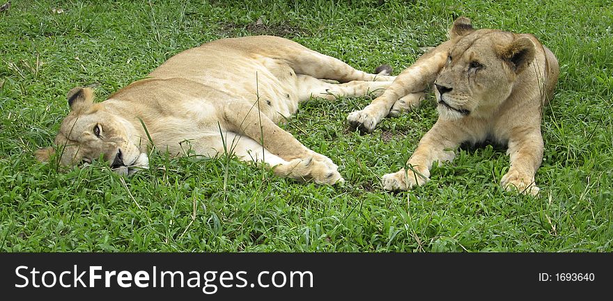 Lions sit on a grass.