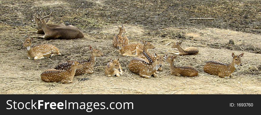 Deers sit on a desert.