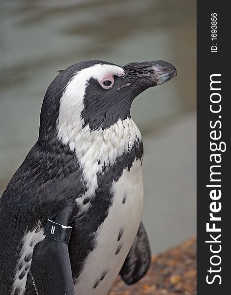 African Penguin In Captivity