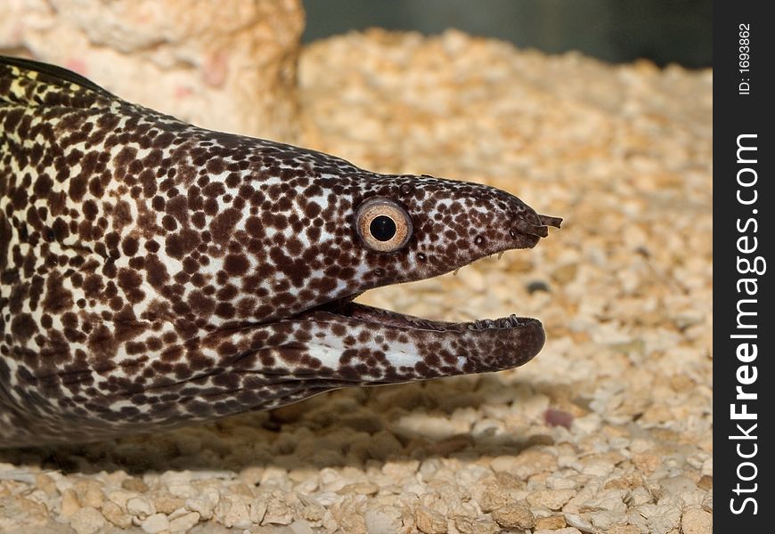 Spotted Moray Eel, Side View, Tan background. Spotted Moray Eel, Side View, Tan background
