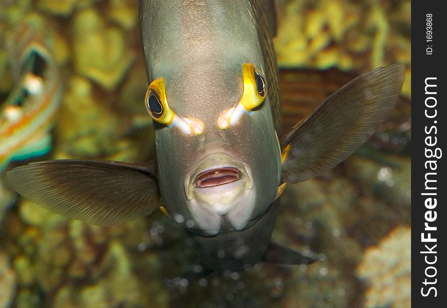 French Angelfish, Straight View with Yellow Background