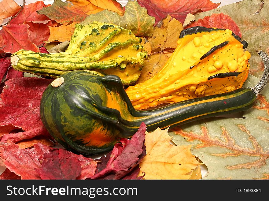 Pumpkins of coulored autumn leaf