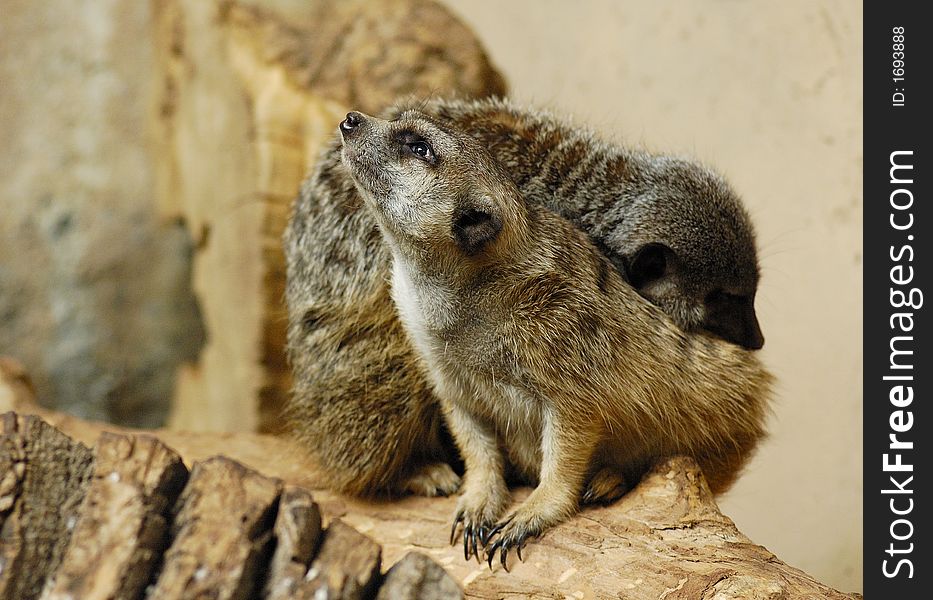 Couple of meerkat (Suricata suricatta) on the trunk with sand background. Couple of meerkat (Suricata suricatta) on the trunk with sand background
