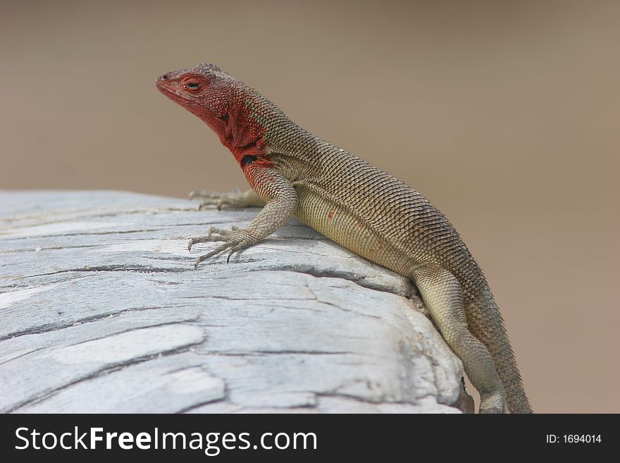 Endemic species of Lava Lizard in the Galapagos Islands.