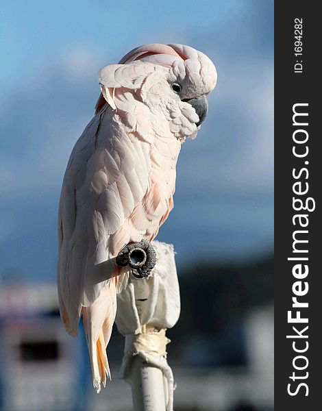 Cockatoo on Fisherman's Wharf in Monterey California