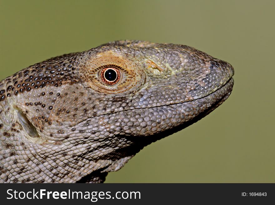 Portrait of a rock monitor (Varanus albigularis), South Africa