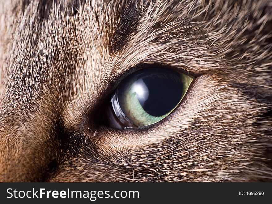 Cat head background texture. Close up.