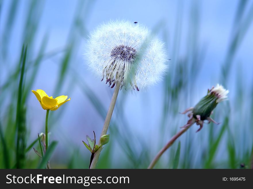 The most free flower. Meadow flowers. The most free flower. Meadow flowers.