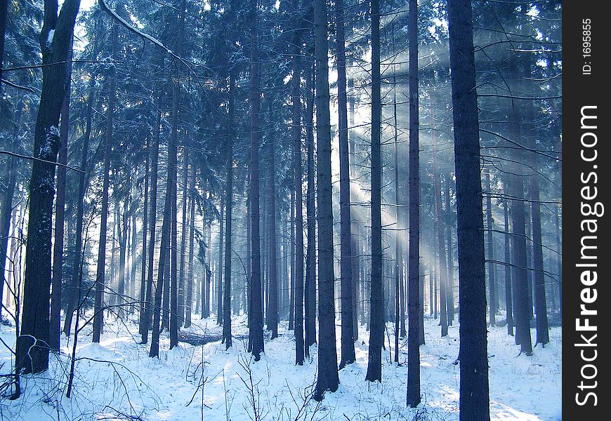 Morning sunlight in winter forest. Morning sunlight in winter forest.