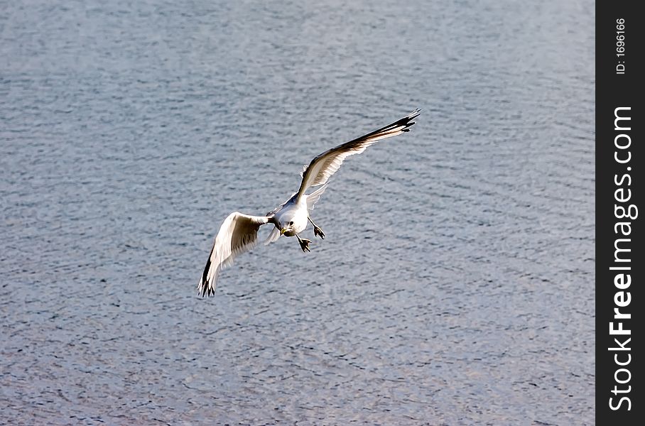 The seagull in flight above lake in Kareliya. The seagull in flight above lake in Kareliya