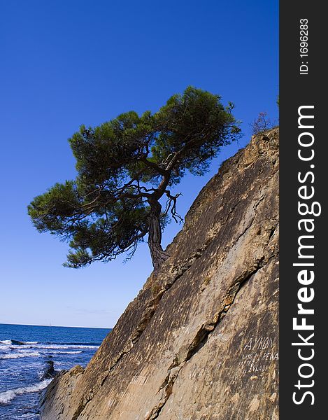 Tree on the rock near the Black sea