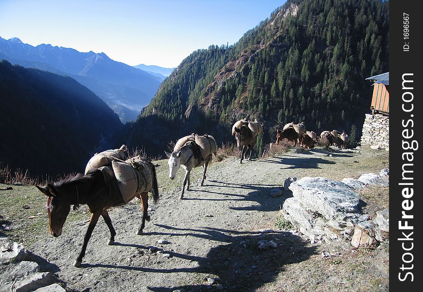 Malana, India, horses, mountain, shadow