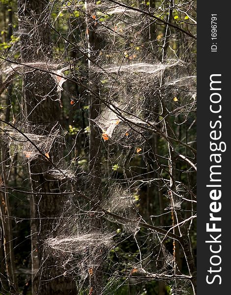 The big congestion of a web in a wood