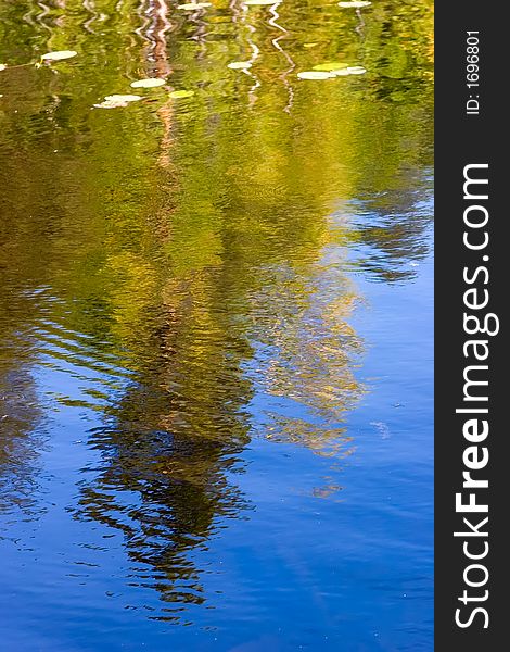 Reflection of a wood in lake in a sunny day. Reflection of a wood in lake in a sunny day