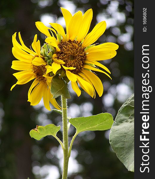 Two sunflowers on growing on same stalk. Two sunflowers on growing on same stalk
