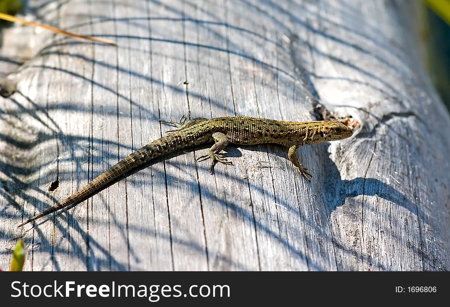 The lizard heated in a sunny day on a log