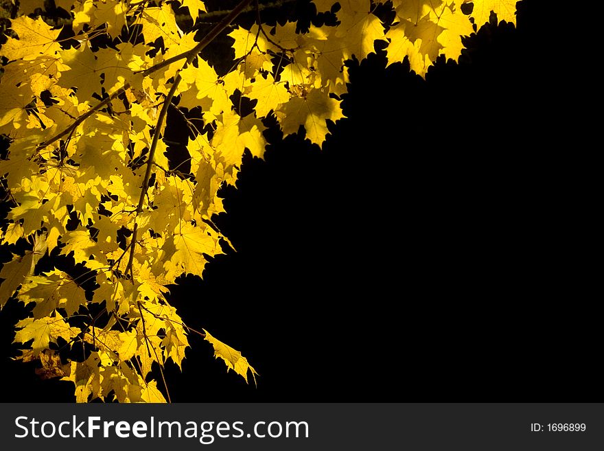 Yellow maple leaves in a park at night. Yellow maple leaves in a park at night.