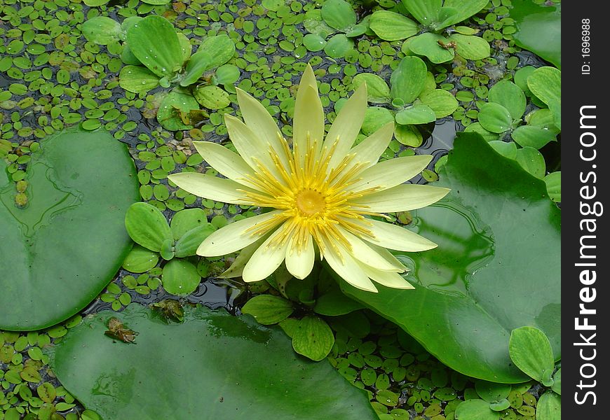 St. Louis Gold Nymphaea in Royal Botanic Garden, Edinburgh, UK (June 2006). St. Louis Gold Nymphaea in Royal Botanic Garden, Edinburgh, UK (June 2006)