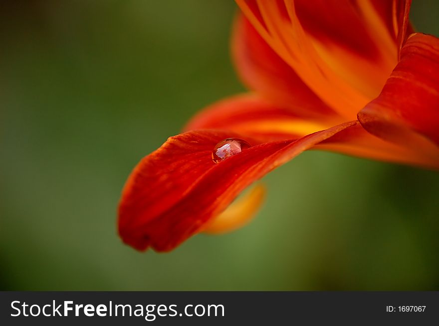 Drop on red Lily with blurred background. Drop on red Lily with blurred background