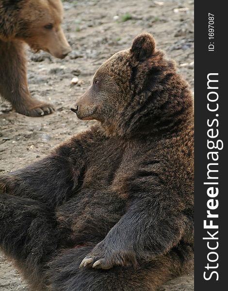 Captive brown bear with dreaming expression. Captive brown bear with dreaming expression