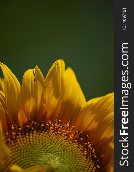 Sunflower with blurred green background