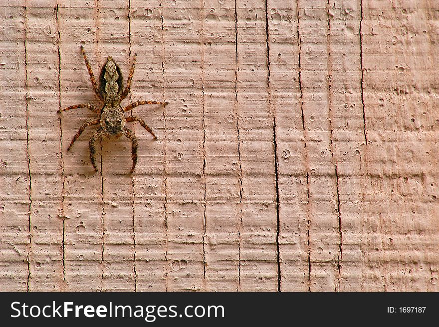 A spider crawling on an old, painted wall. A spider crawling on an old, painted wall.