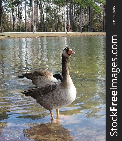 A beautiful picture of two Canadian geese wading in the water. A beautiful picture of two Canadian geese wading in the water
