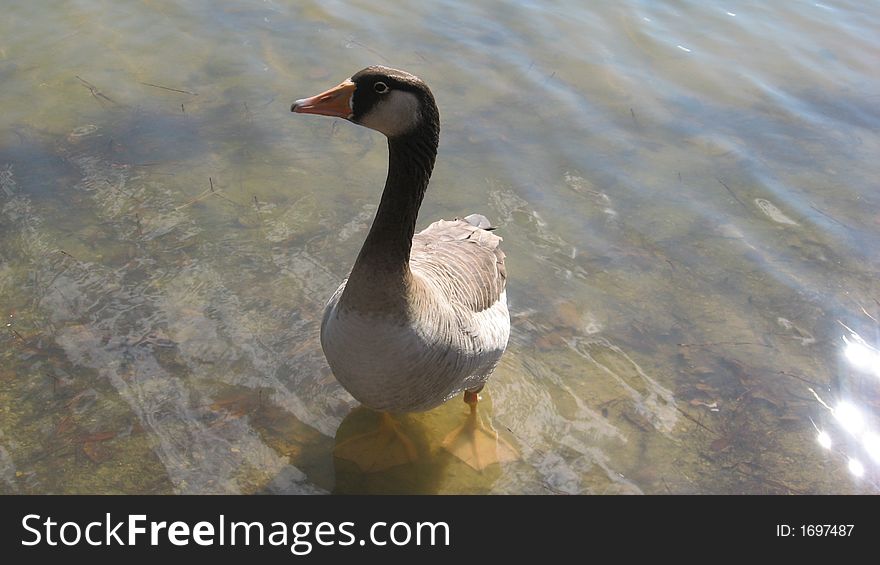 This goose is giving me a curious look as I took the picture. This goose is giving me a curious look as I took the picture