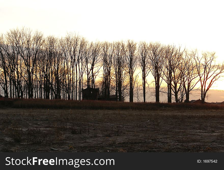 Photo of a trees and house. Photo of a trees and house