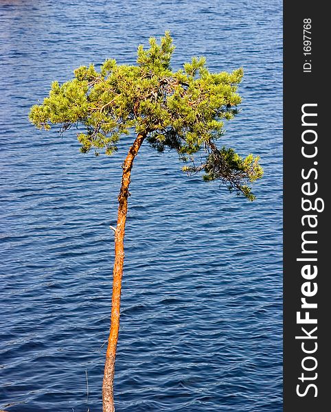 Lonely pine on a background of lake in Kareliya. Lonely pine on a background of lake in Kareliya