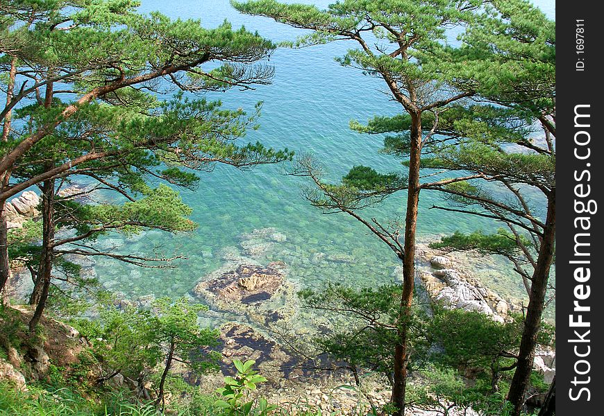 Coast of Sea of Japan, turquoise sea water, pine-trees, shore. Coast of Sea of Japan, turquoise sea water, pine-trees, shore