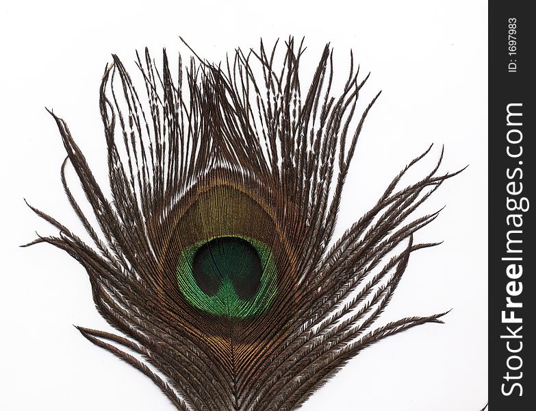 Close-up of a peacock feather