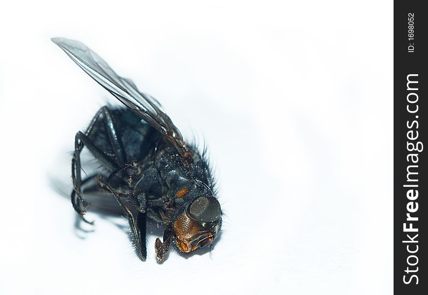 Dead housefly on a white background