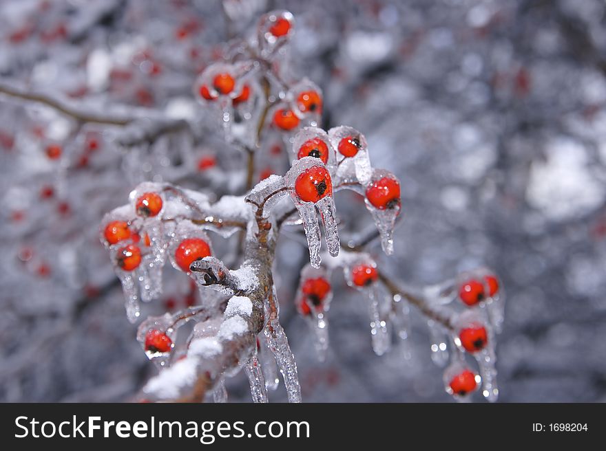 The results of the snow and ice storm that hit St. Louis, Missouri early in the winter of 2006, This shows a Hawthorn tree and its berries covered in ice and then snow on top.
