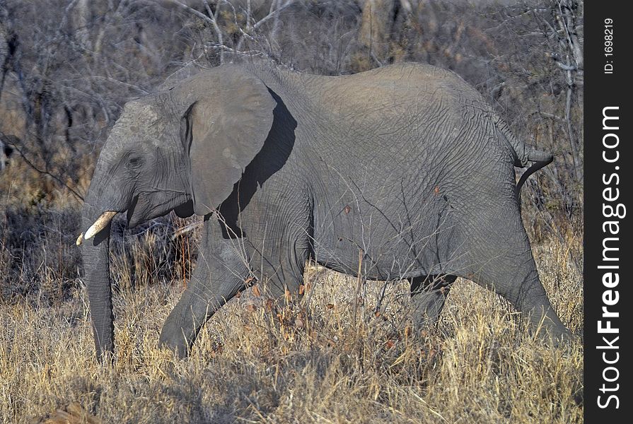 Elephant striding