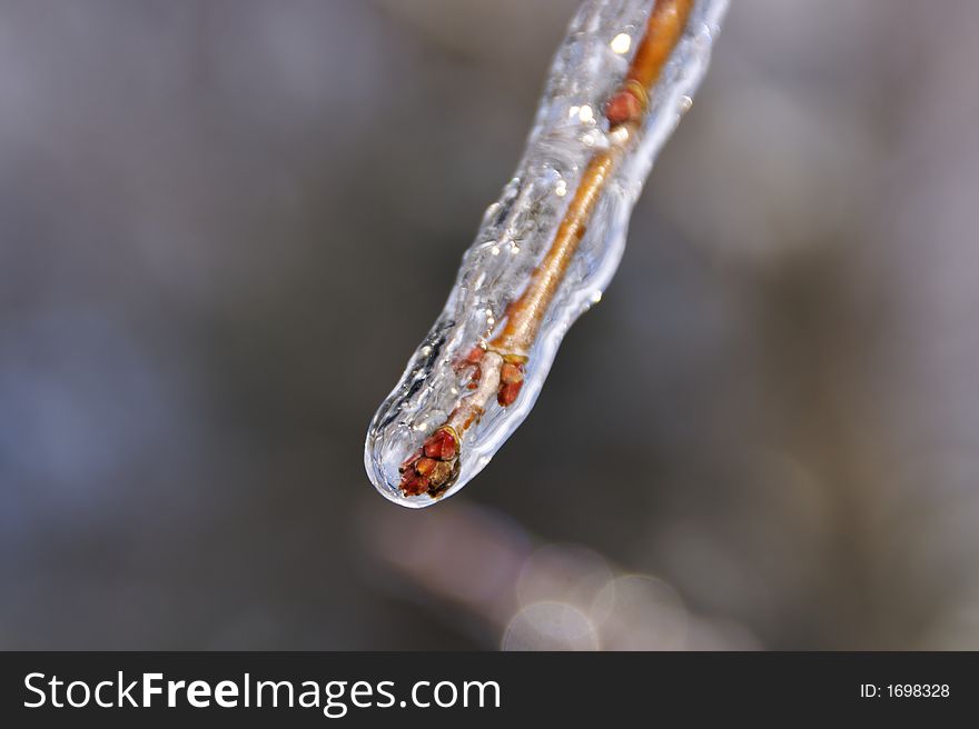 The results of the snow and ice storm that hit St. Louis, Missouri early in the winter of 2006