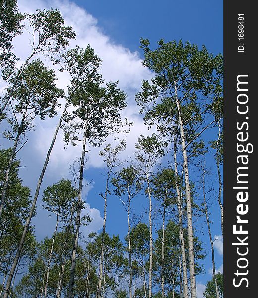 Trees (birches), birch-wood, clouds, blue sky, Russia, summer