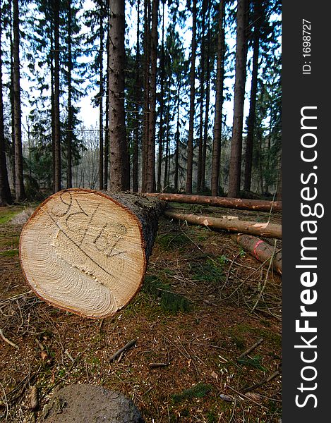 Cutted log out in the woods. Cutted log out in the woods