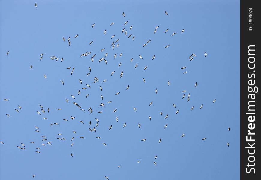 Flock of white storks over clear blue sky getting ready to fly to hot spots. Flock of white storks over clear blue sky getting ready to fly to hot spots