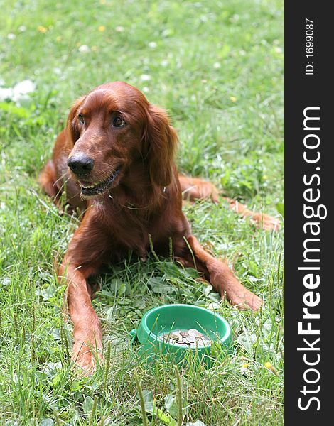 Setter (dog) with money in the bowl