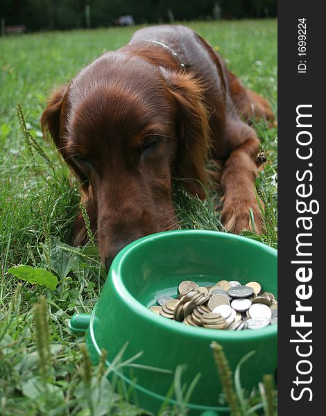 Setter (dog) laying in front of the bowl with money. Setter (dog) laying in front of the bowl with money