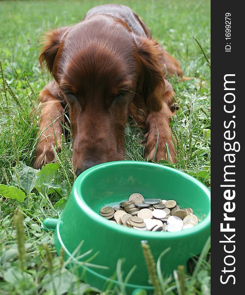 Setter (dog) laying in front of the bowl with money. Setter (dog) laying in front of the bowl with money