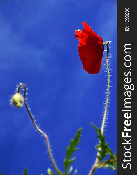 Poppy flower in the sky,Italy